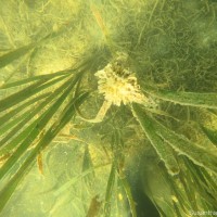 Enhalus acoroides (L.f.) Royle
